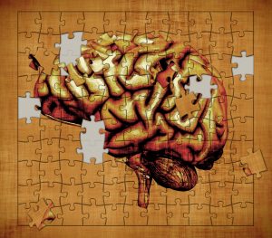 Brain structure