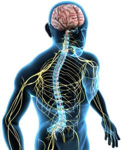 Body structure and function