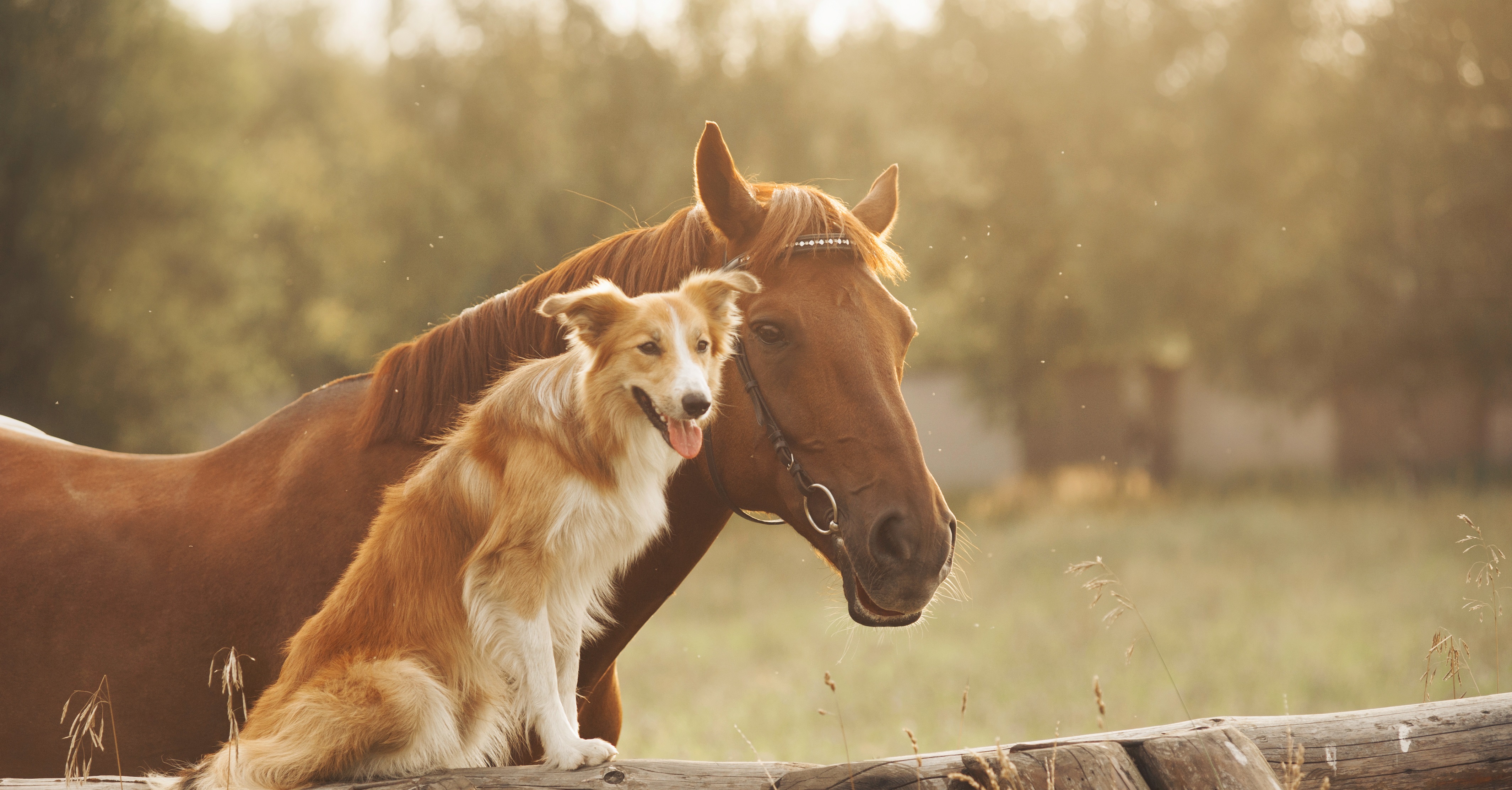Animal-assisted therapy for PTSD