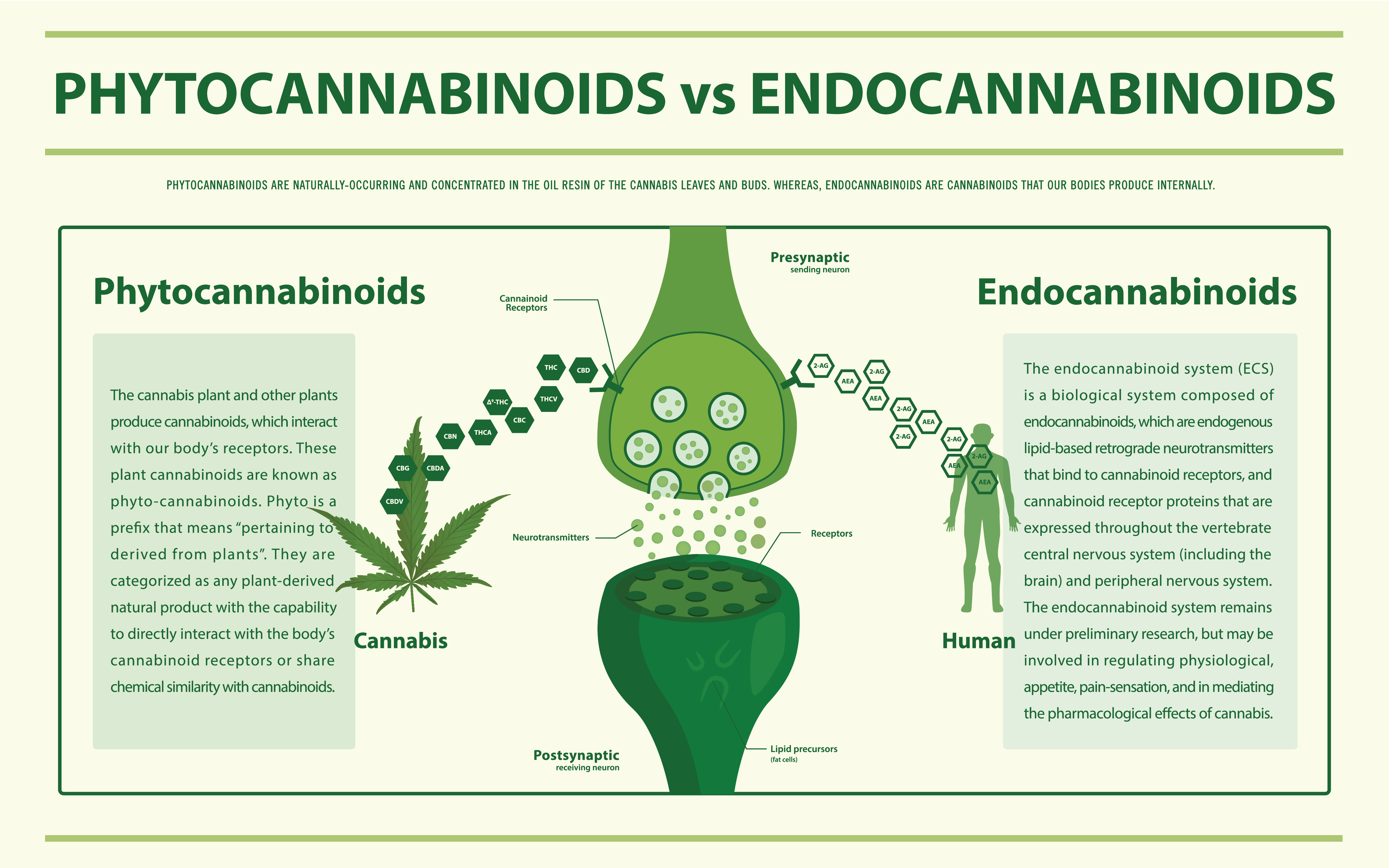 Understanding Anandamide and Its Relationship to THC and CBD - RQS Blog